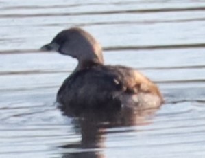 Pied-billed Grebe - Gautham Mohan