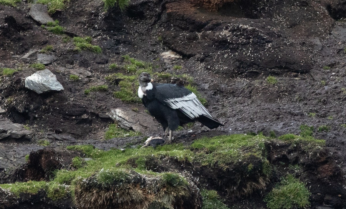 Andean Condor - Santiago Imberti