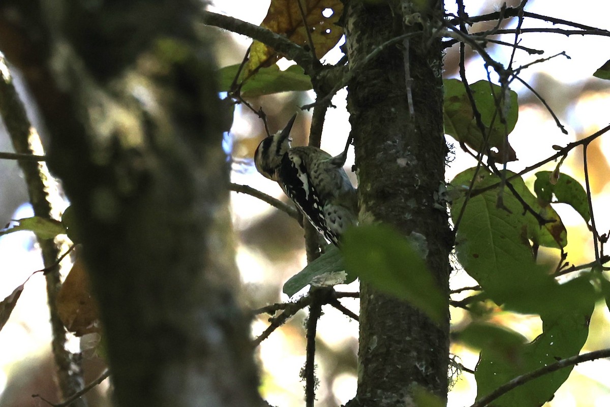 Yellow-bellied Sapsucker - ML616779789