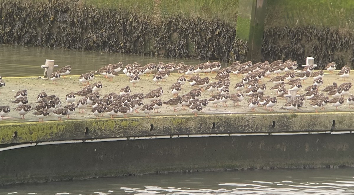 Ruddy Turnstone - Wieland Heim