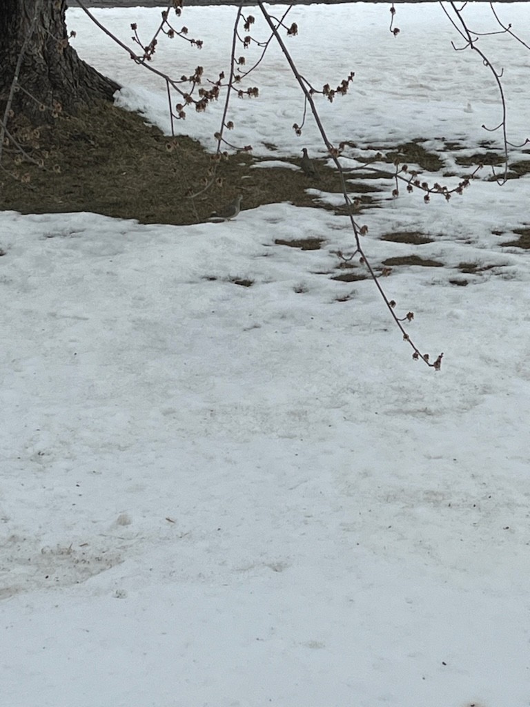 Mourning Dove - ML616779830