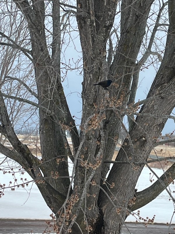 Common Grackle - ML616779848