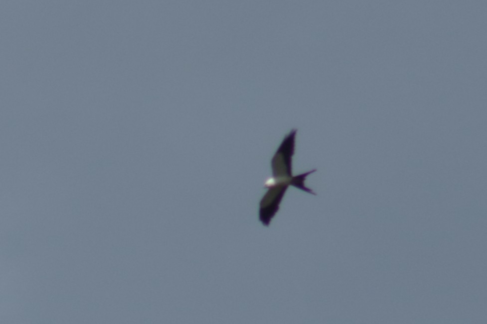 Swallow-tailed Kite - ML616779853