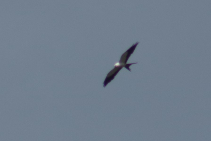 Swallow-tailed Kite - ML616779854