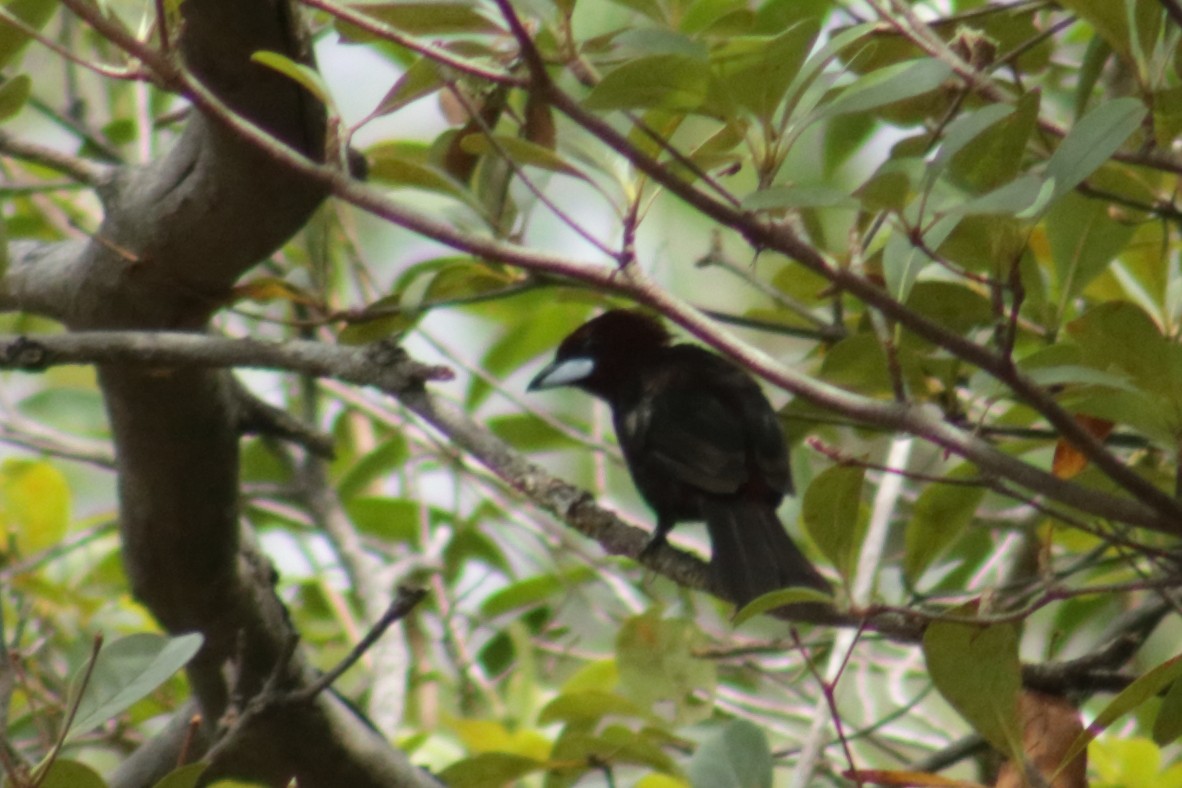 Silver-beaked Tanager - ML616779905