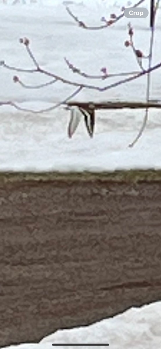 Killdeer - ML616779916