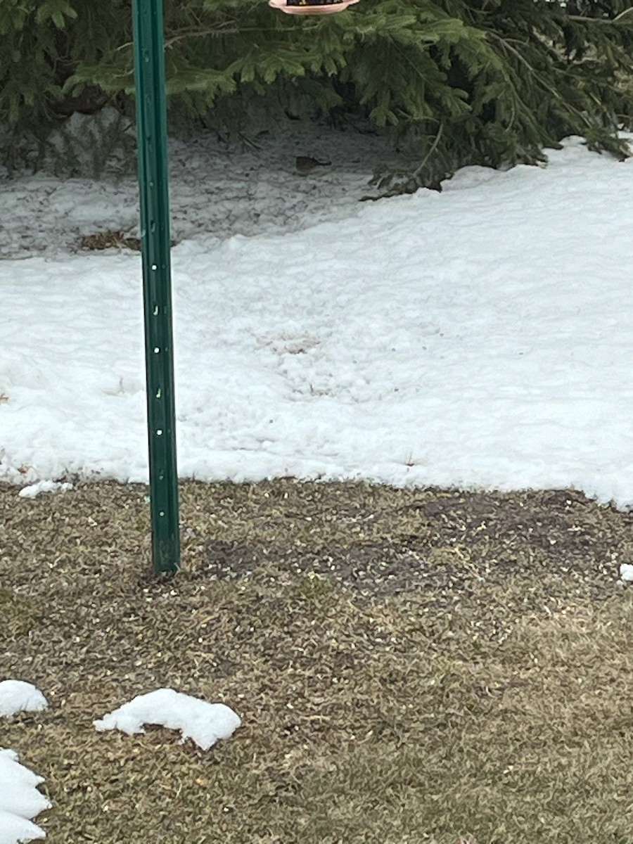 Song Sparrow - ML616779969