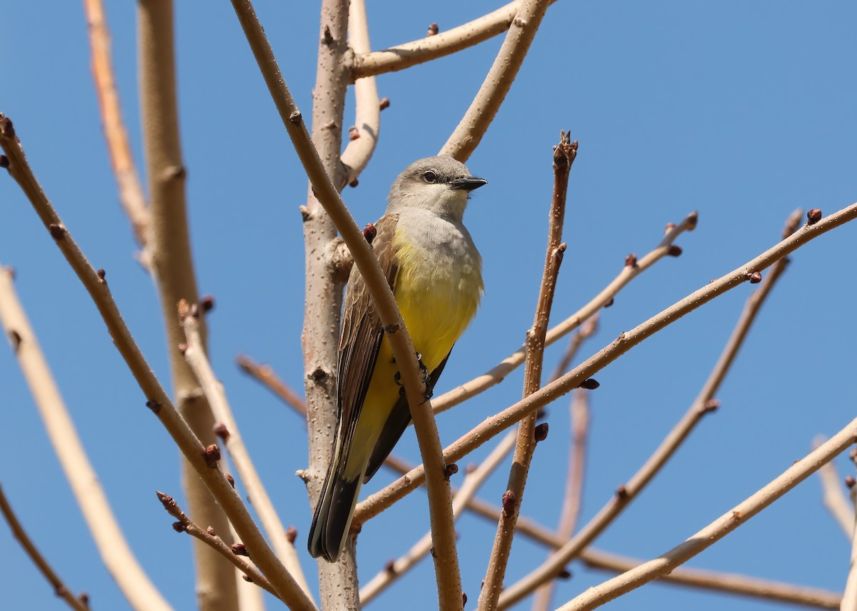 Western Kingbird - ML616779989