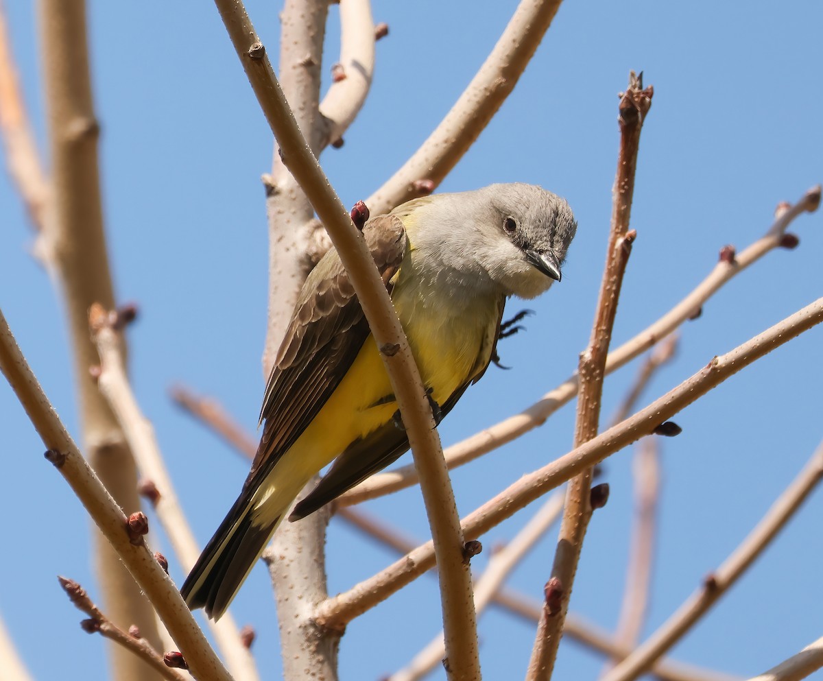 Western Kingbird - ML616779998