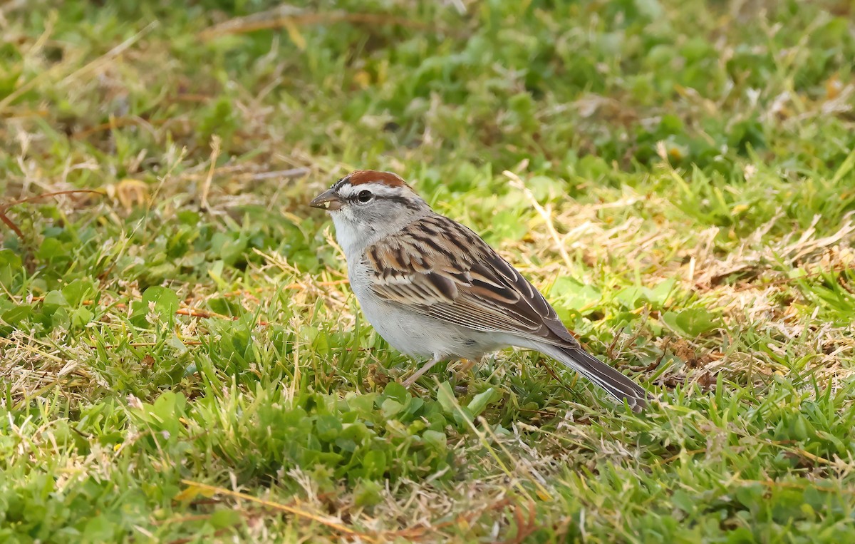 Chipping Sparrow - ML616780025