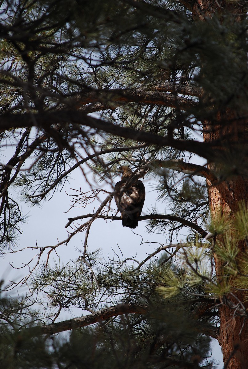 Golden Eagle - ML616780089