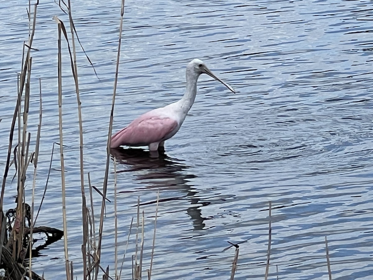 Roseate Spoonbill - ML616780092