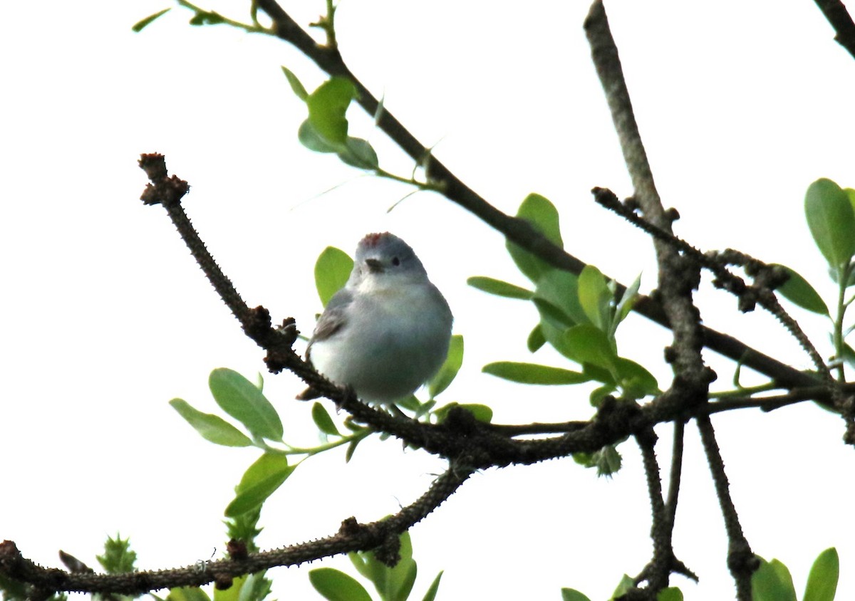 Lucy's Warbler - Steve Stump