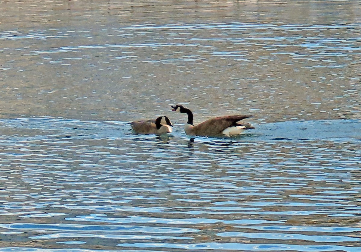 Canada Goose - ML616780134