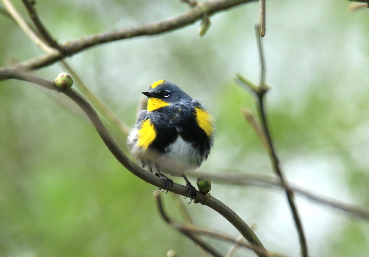 Yellow-rumped Warbler (Audubon's) - Steve Stump