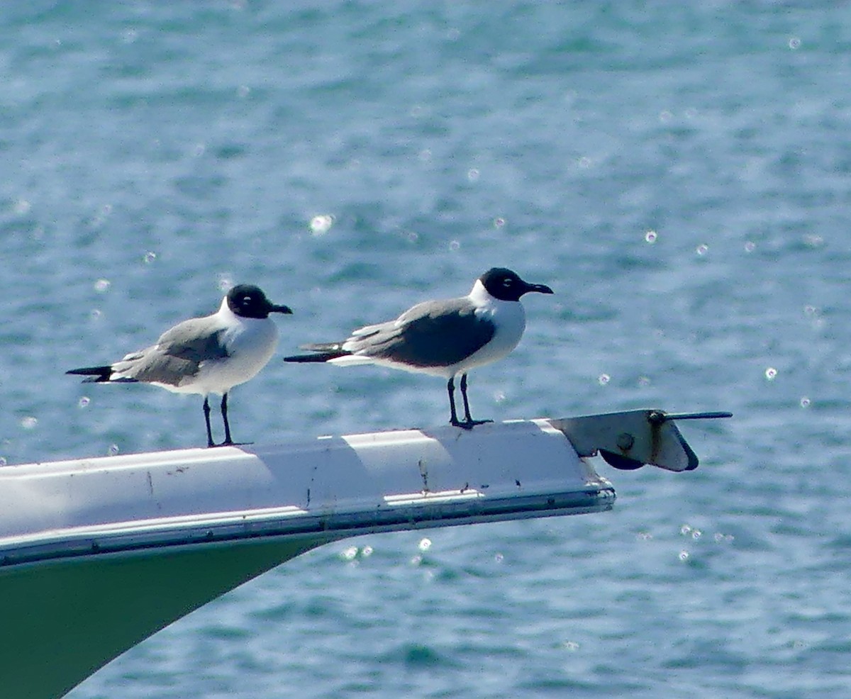 Laughing Gull - Cindy Sherwood