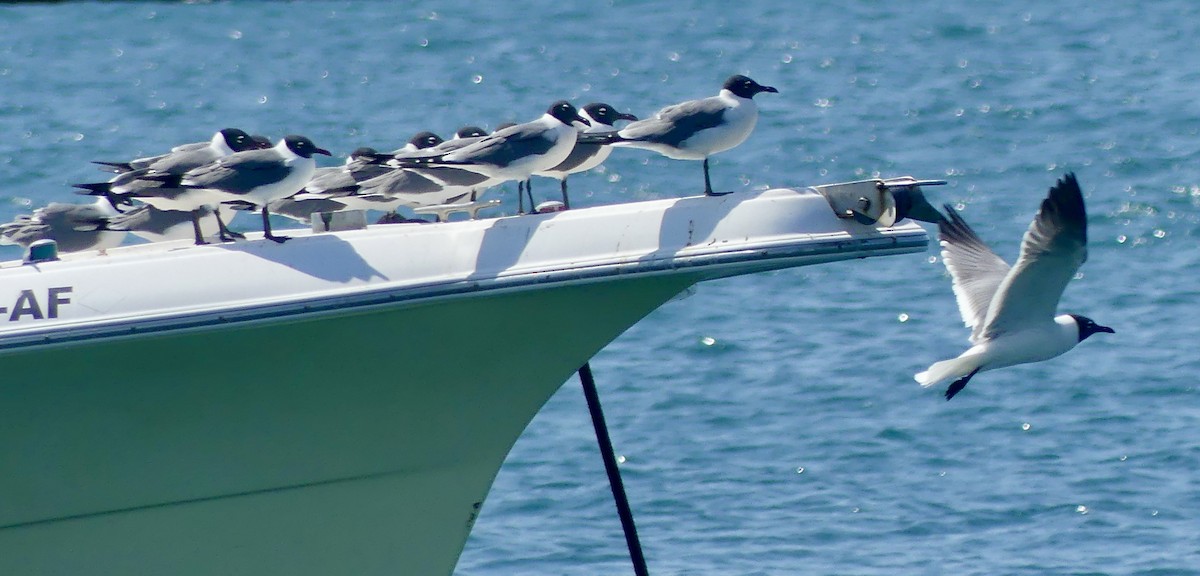 Laughing Gull - Cindy Sherwood