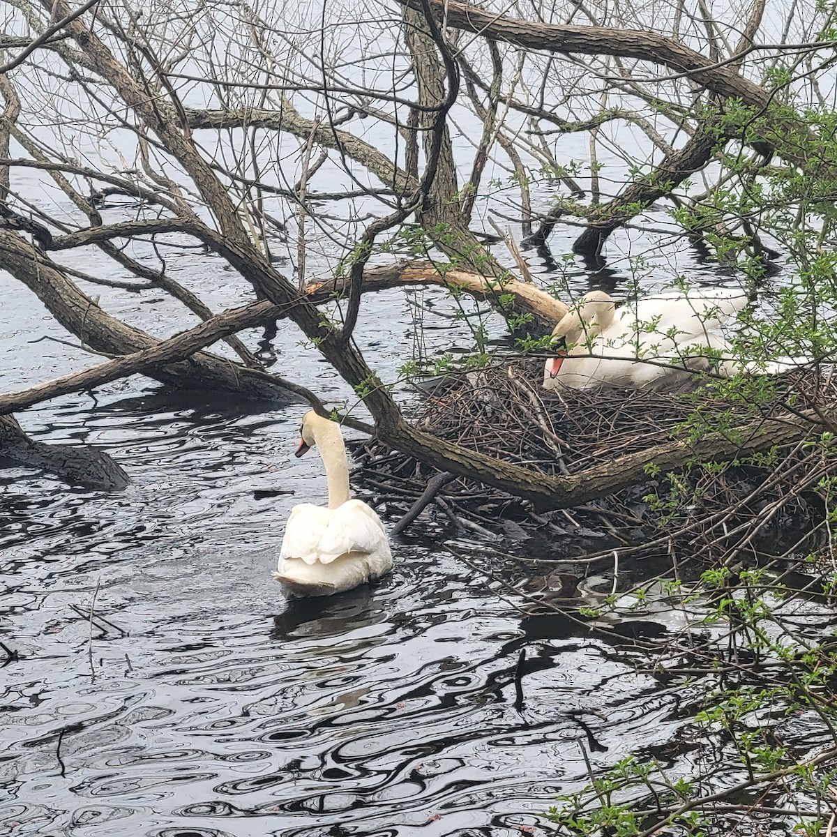 Mute Swan - ML616780224