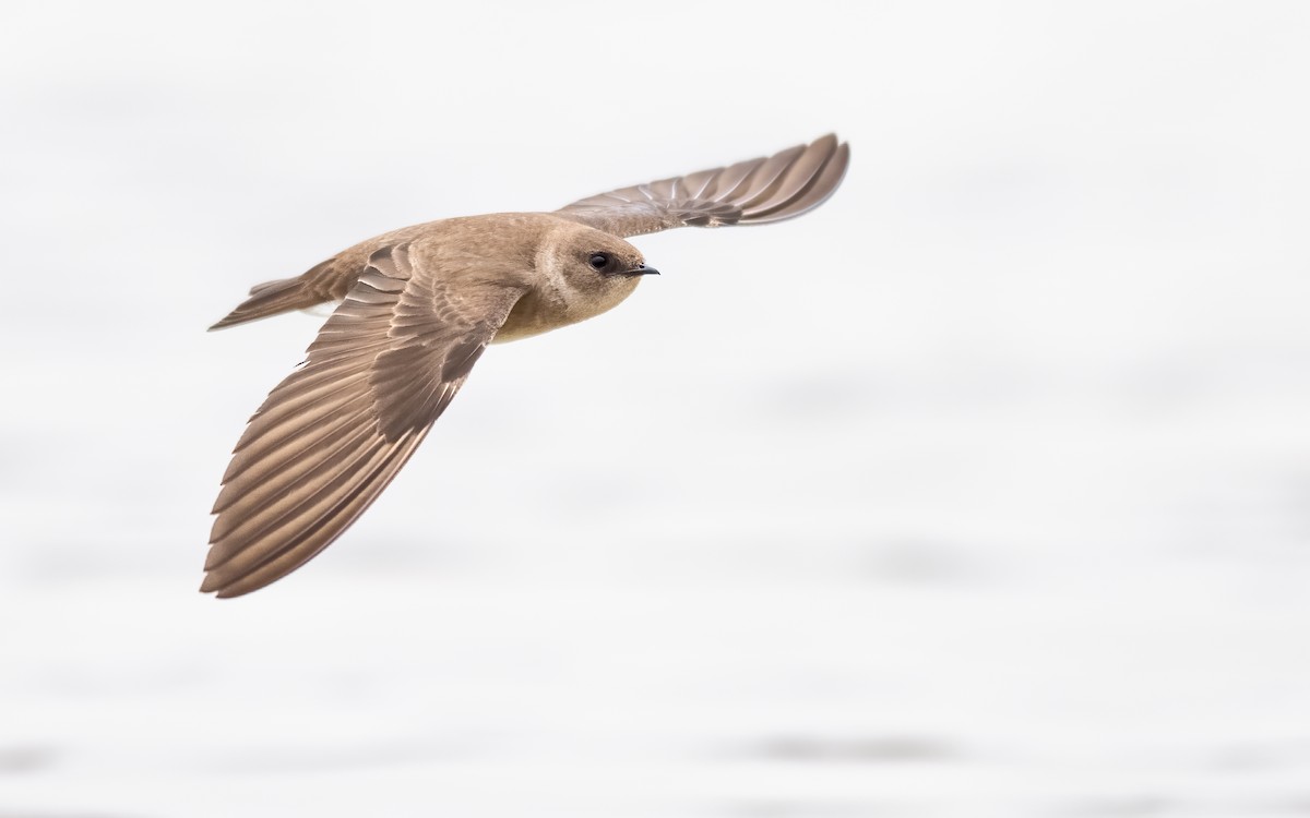 Northern Rough-winged Swallow - ML616780243