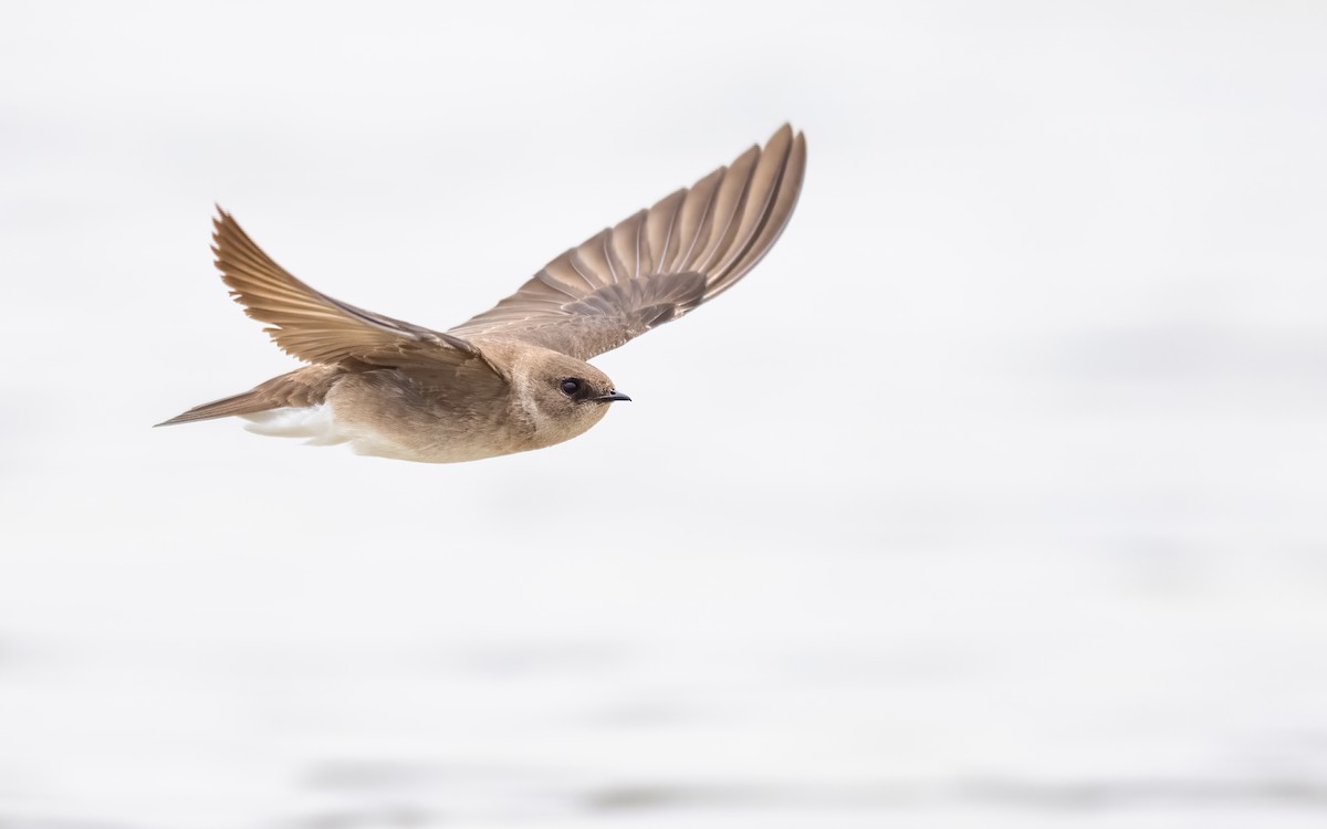 Northern Rough-winged Swallow - ML616780244