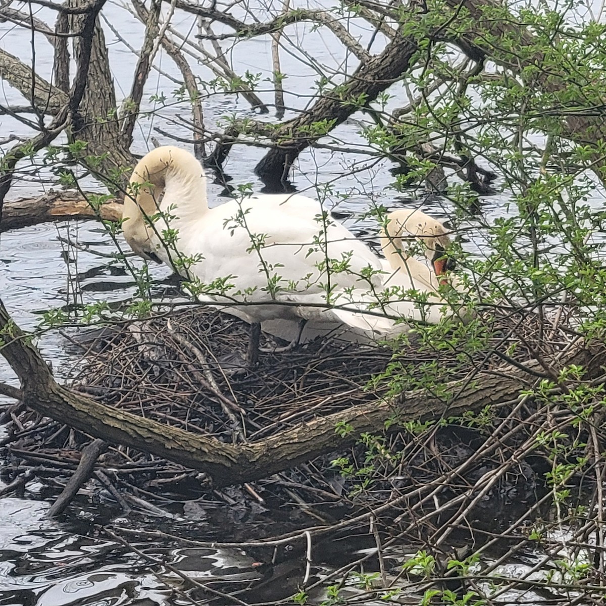 Mute Swan - ML616780248