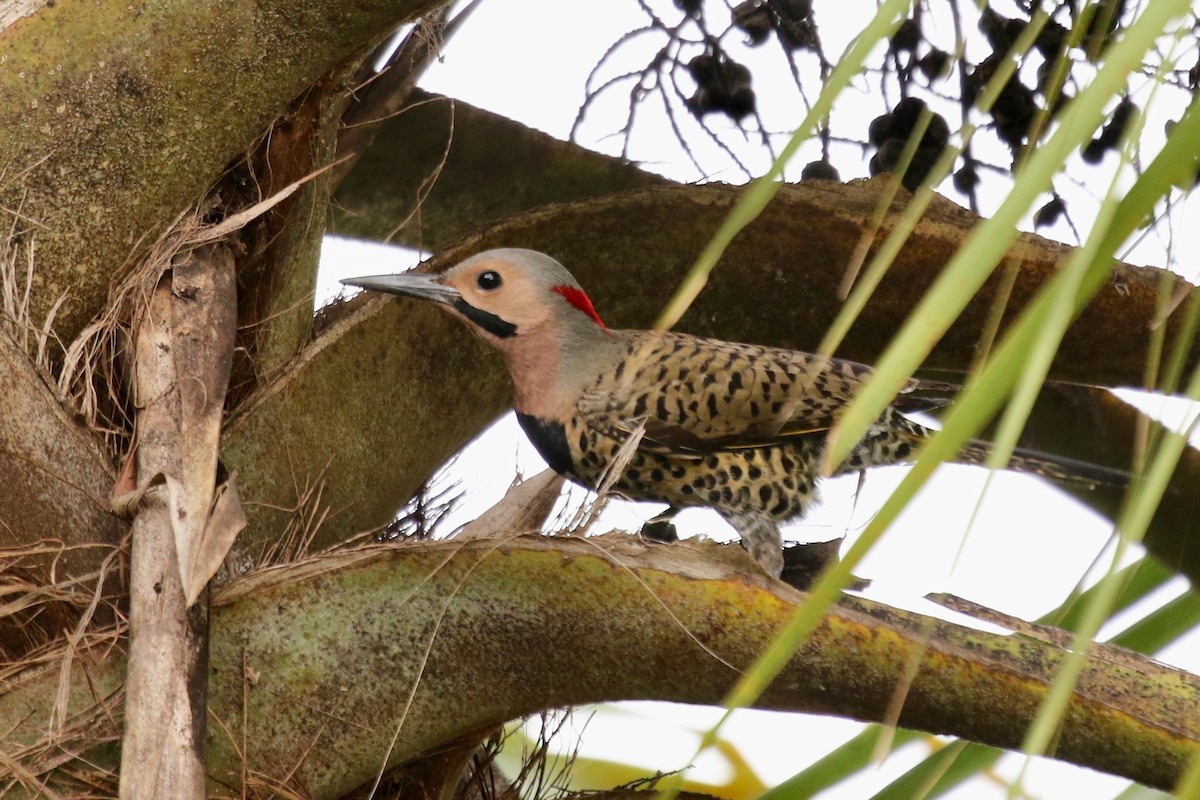 Northern Flicker (Cuban) - ML616780257