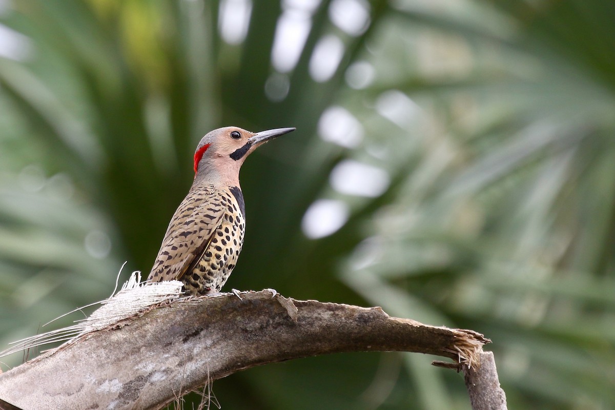 Northern Flicker (Cuban) - ML616780258