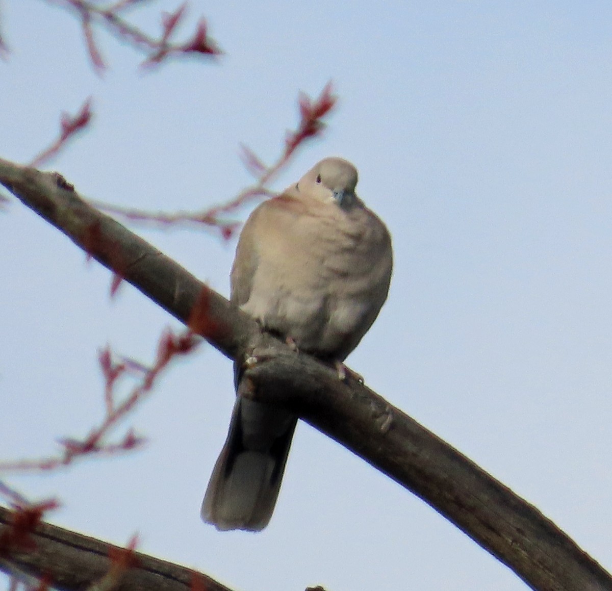 Eurasian Collared-Dove - ML616780289