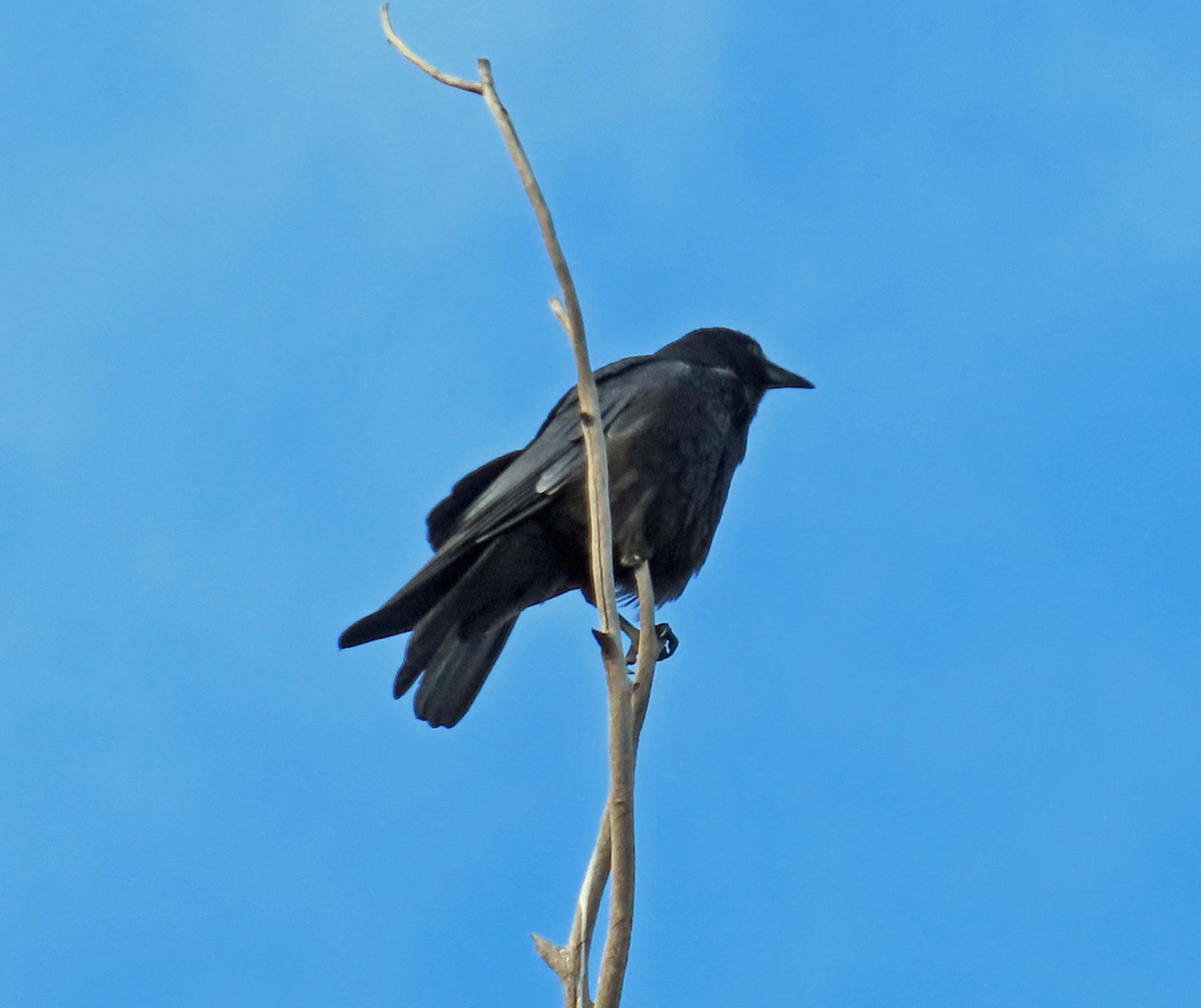 American Crow - JoAnn Potter Riggle 🦤