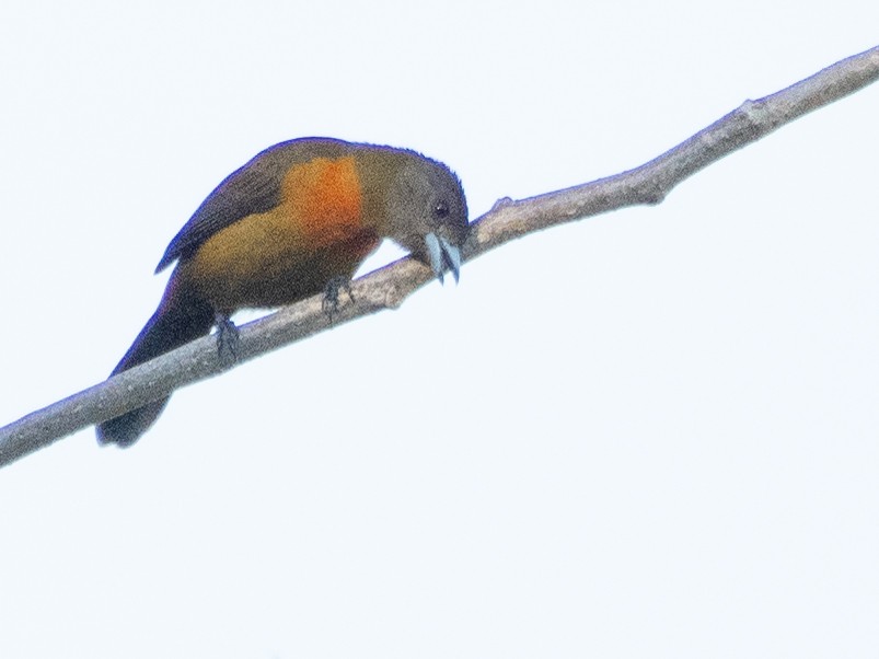 rødgumptanagar (costaricensis) (costaricatanagar) - ML616780344