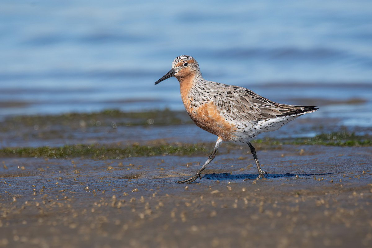 Red Knot - ML616780382