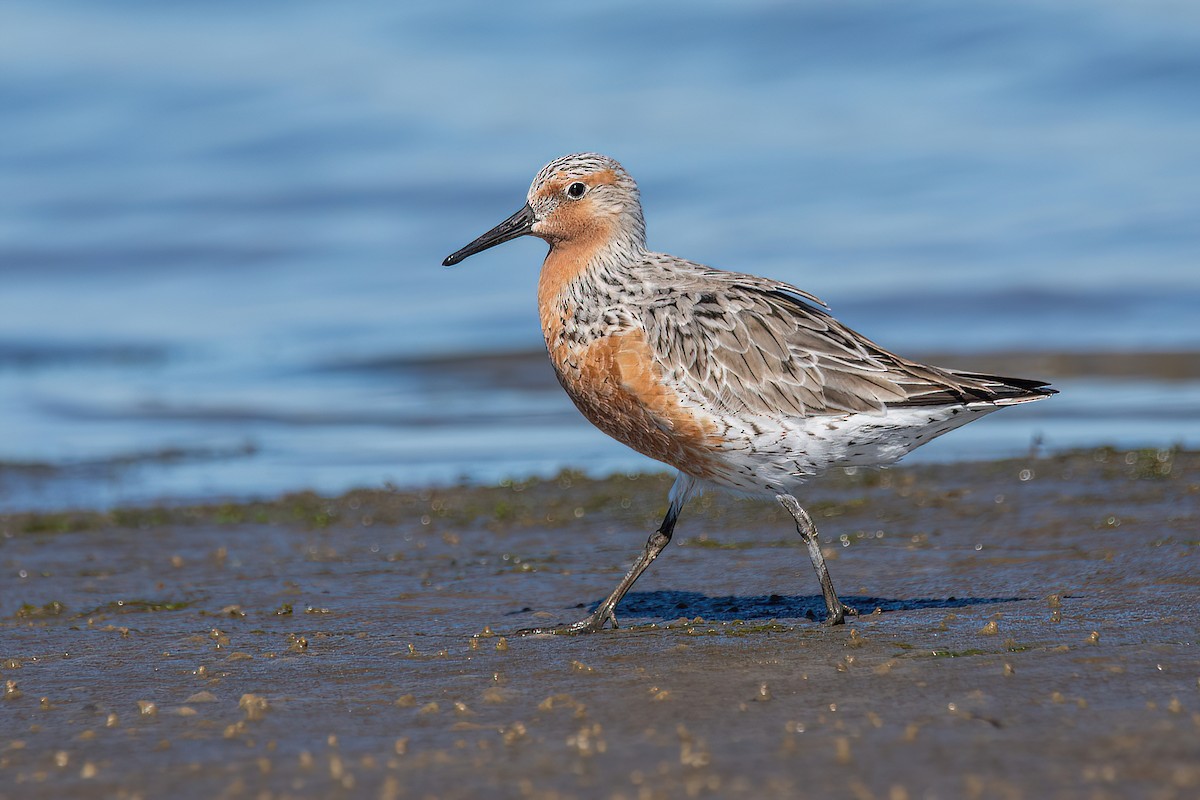 Red Knot - ML616780383