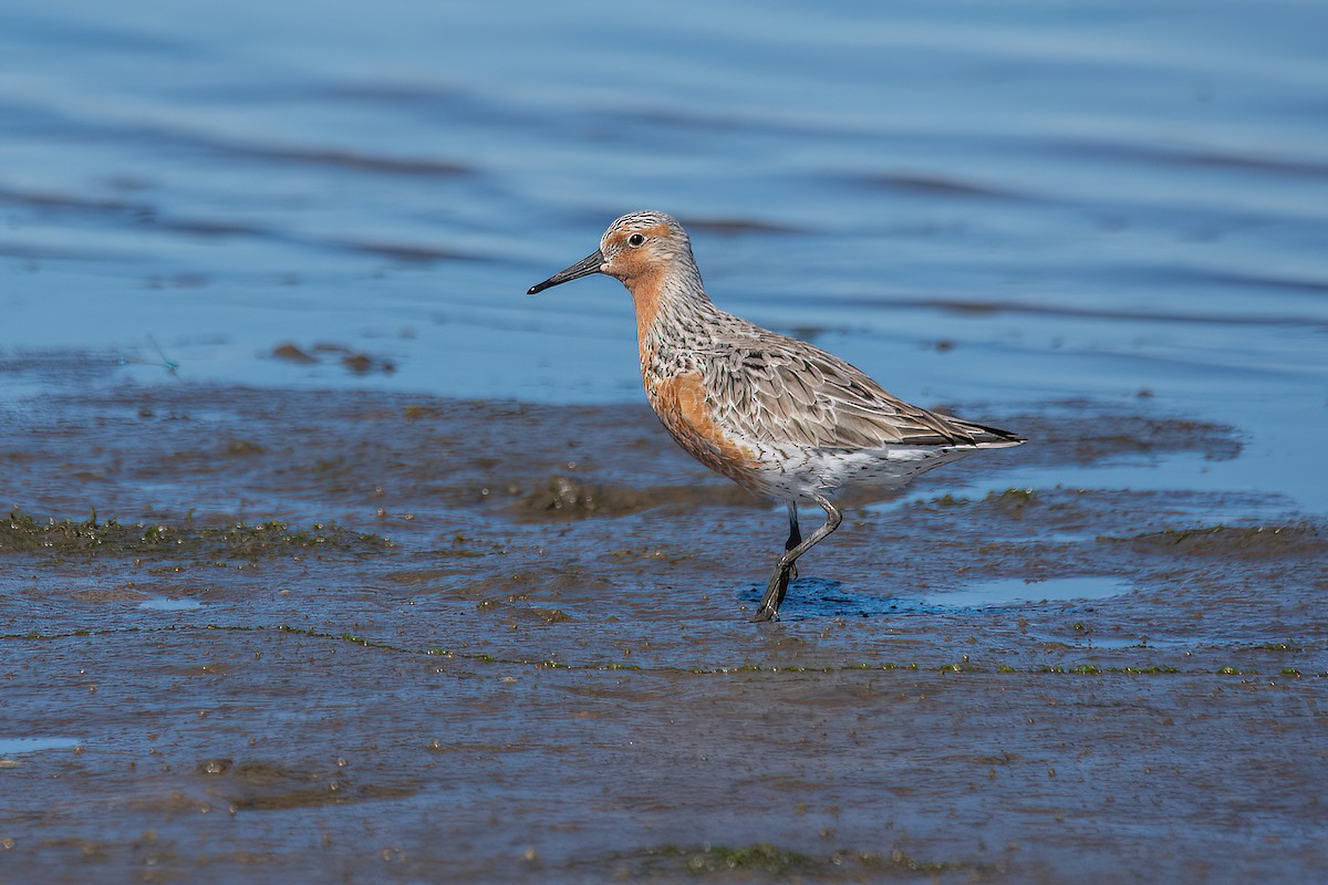 Red Knot - ML616780384