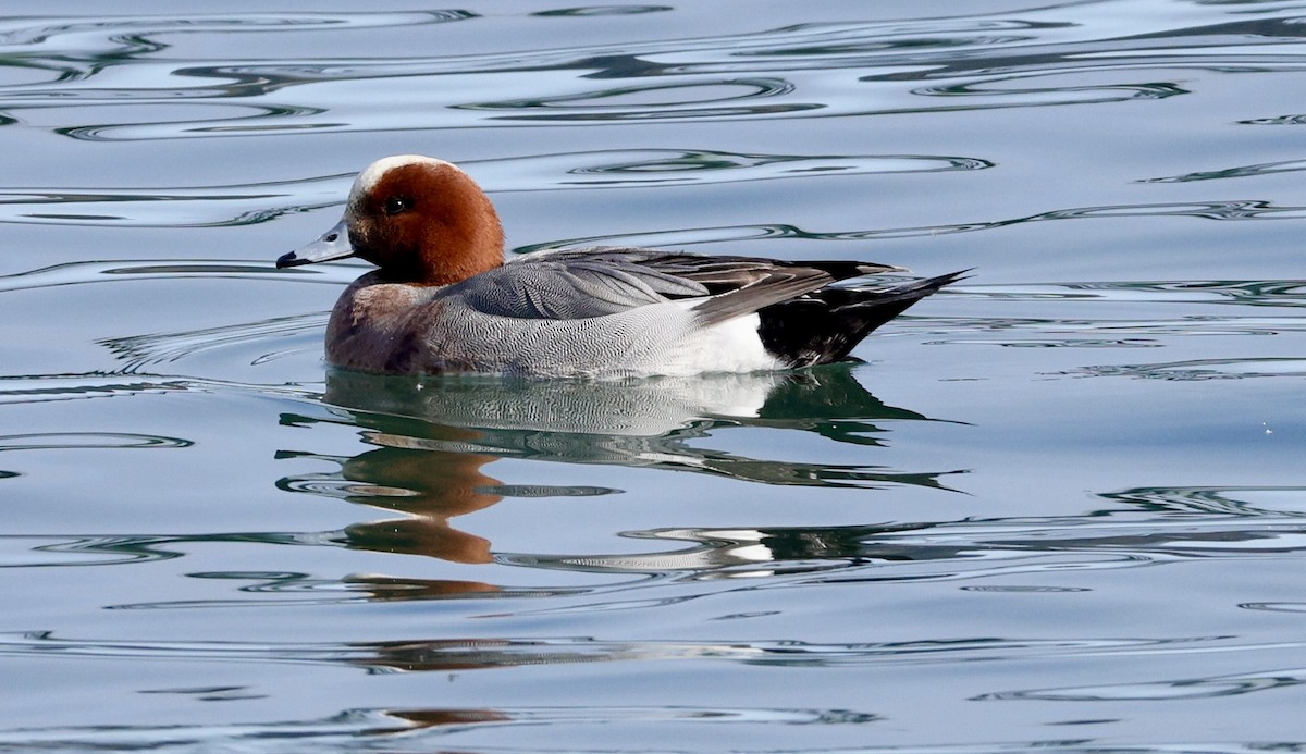 Eurasian Wigeon - Angie Anderson