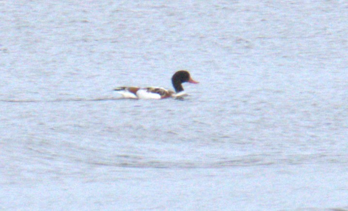 Common Shelduck - ML616780443