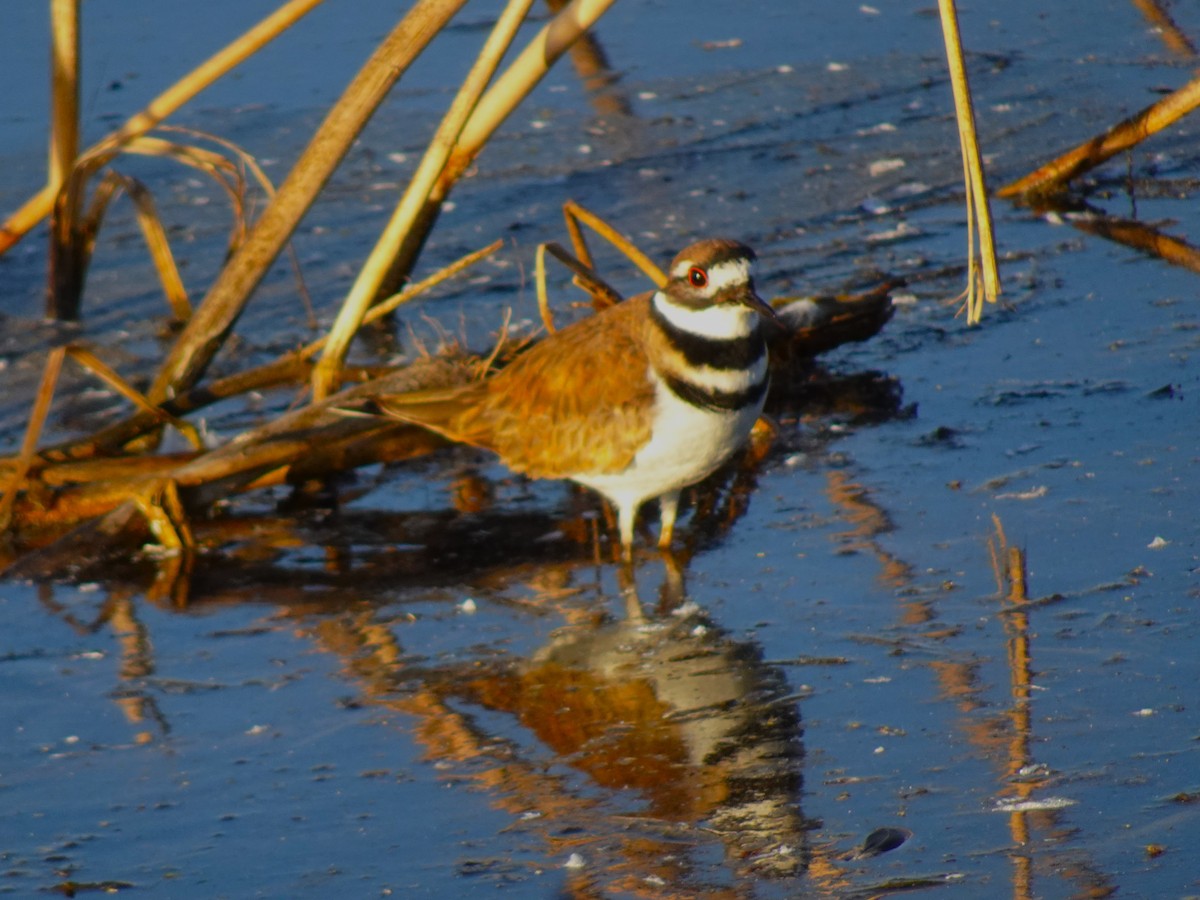 Killdeer - ML616780467