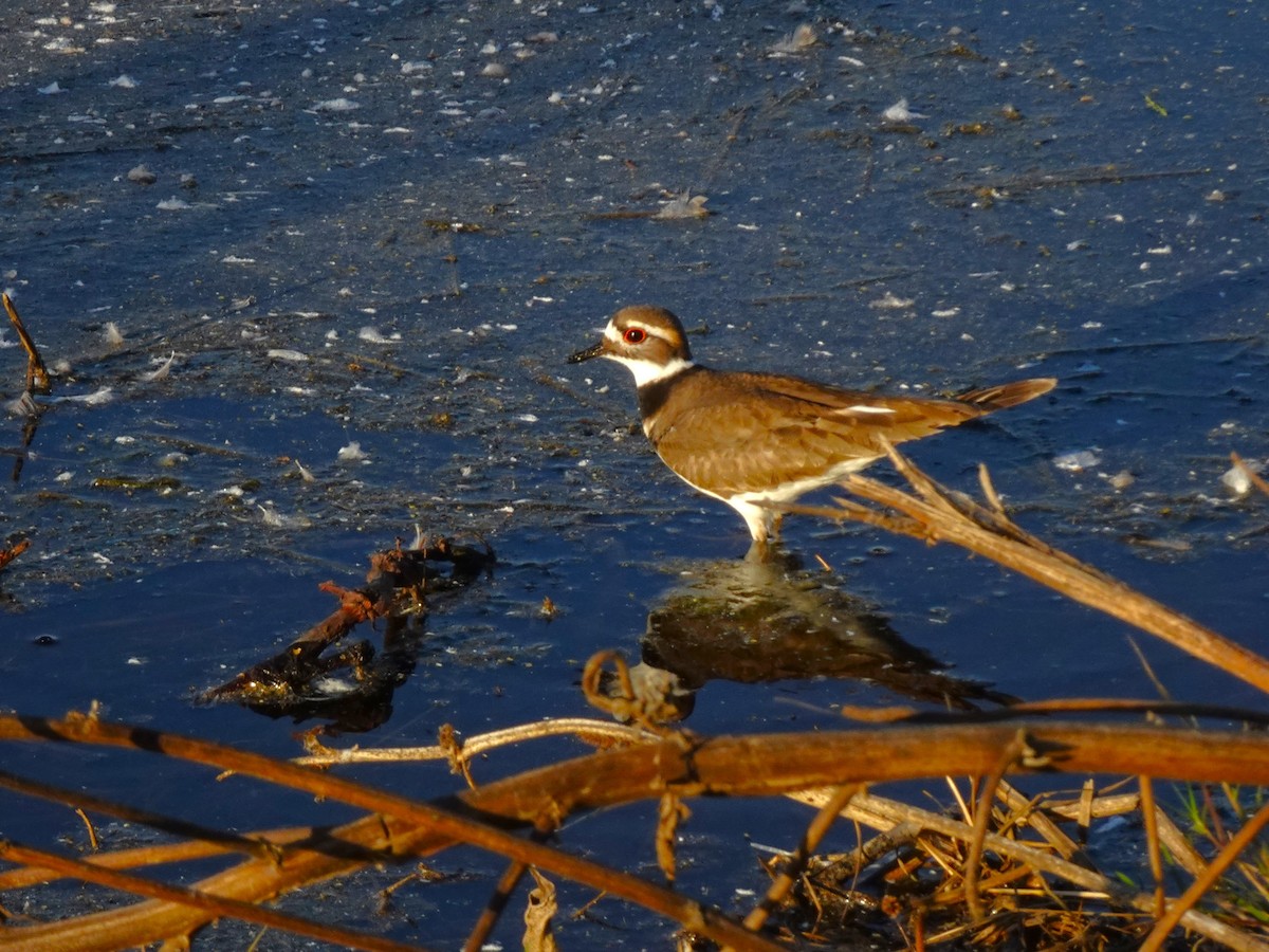 Killdeer - ML616780468