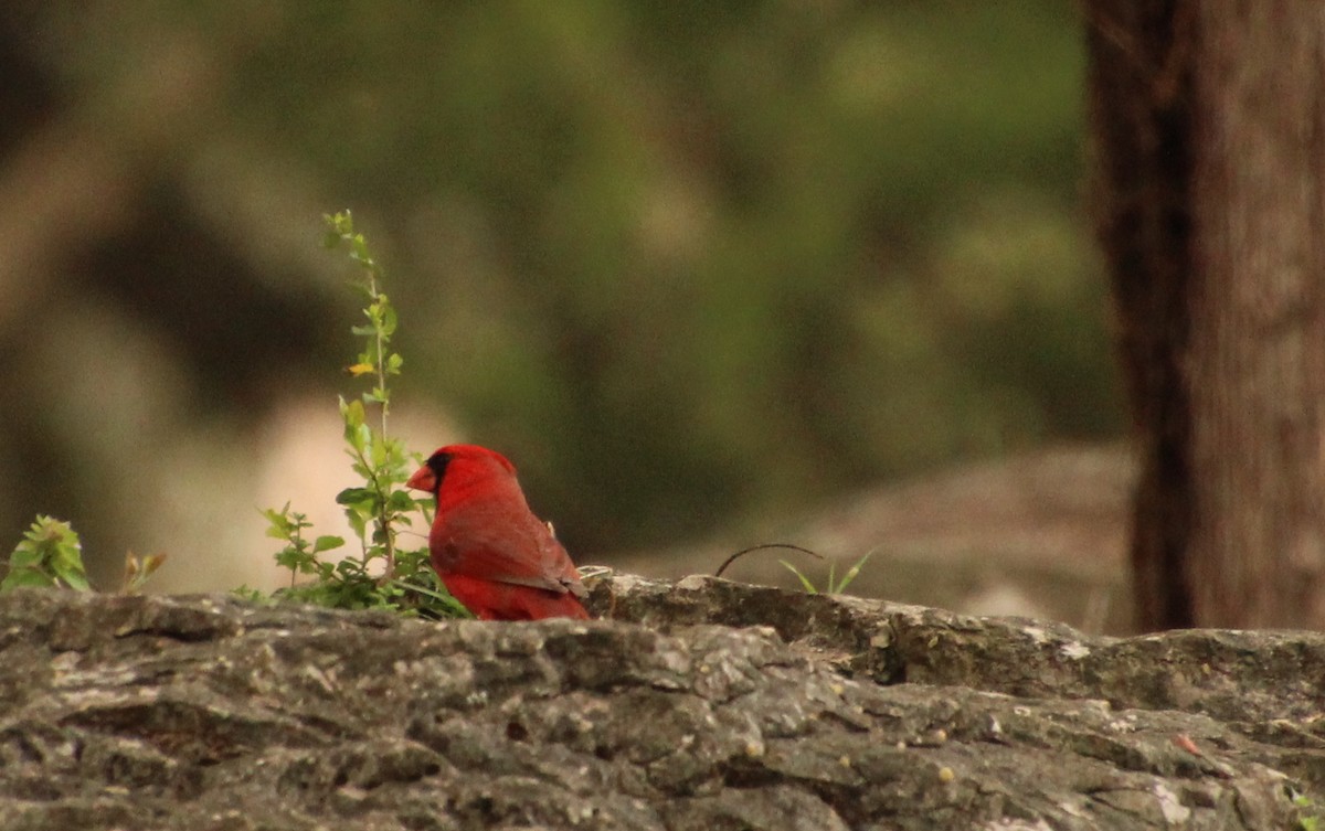 Cardinal rouge - ML616780474