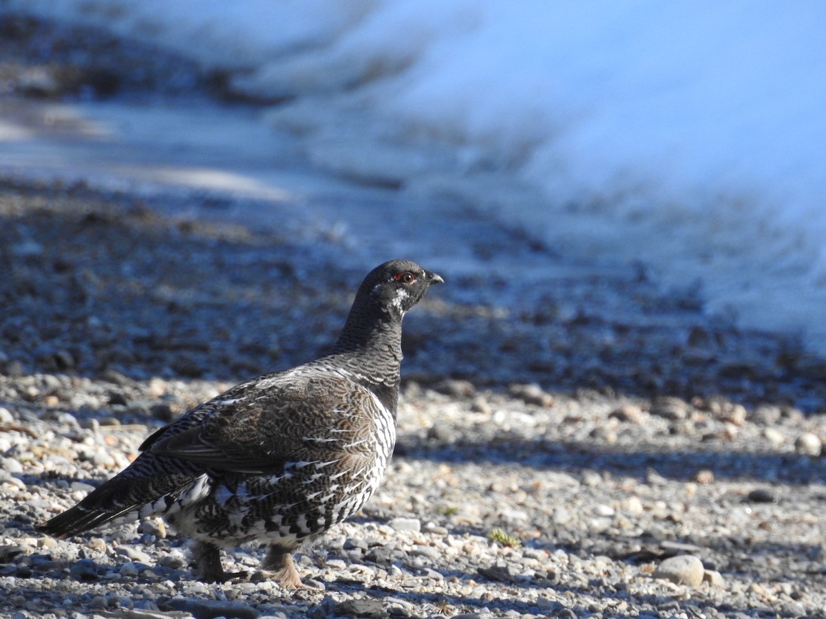 Spruce Grouse - ML616780486