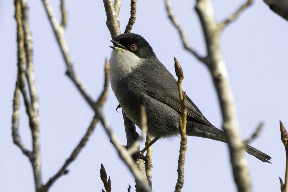 Sardinian Warbler - Ales Tomek