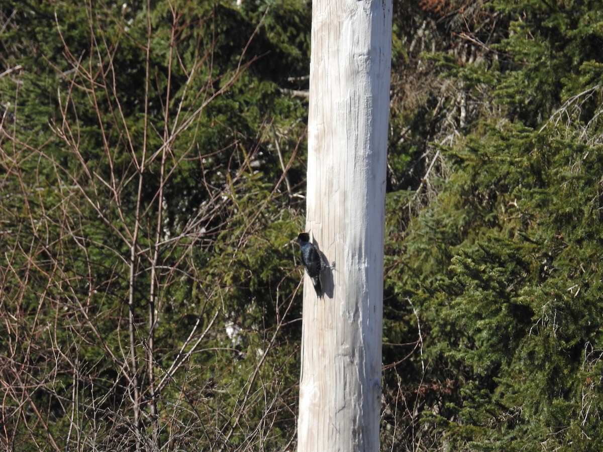 Black-backed Woodpecker - ML616780501