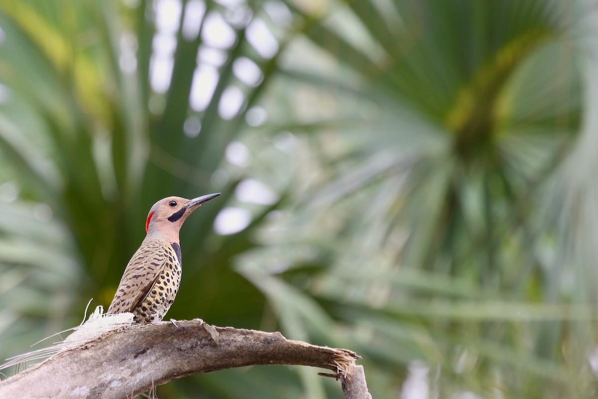 Northern Flicker (Cuban) - ML616780504