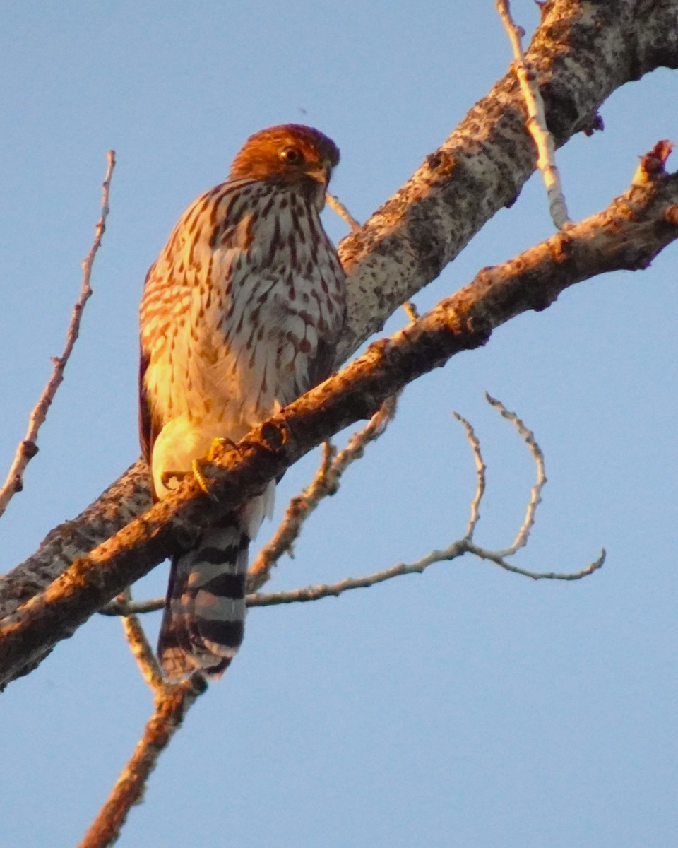 Cooper's Hawk - ML616780515