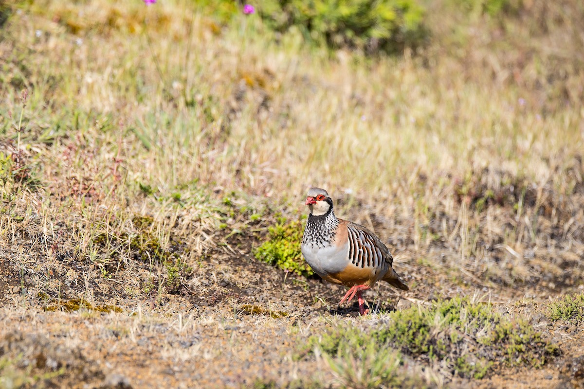 Red-legged Partridge - ML616780516