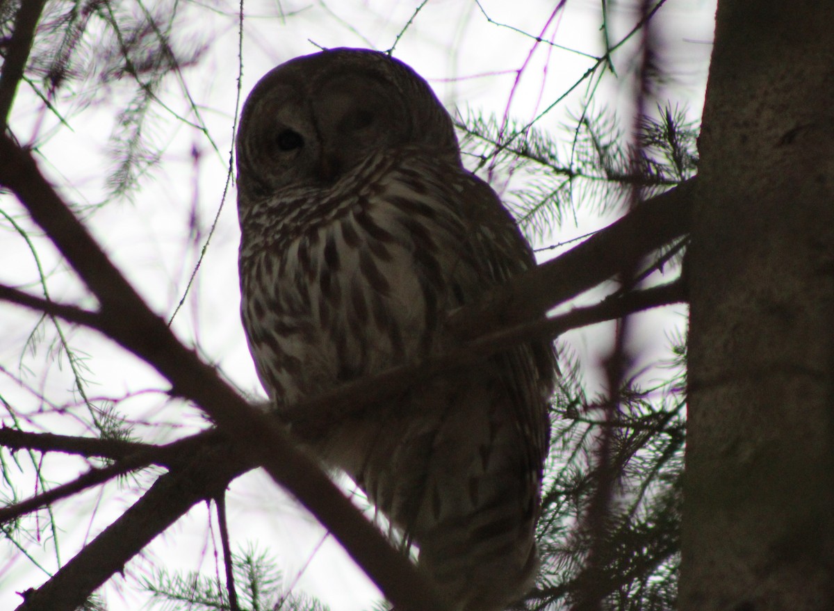 Barred Owl - ML616780607