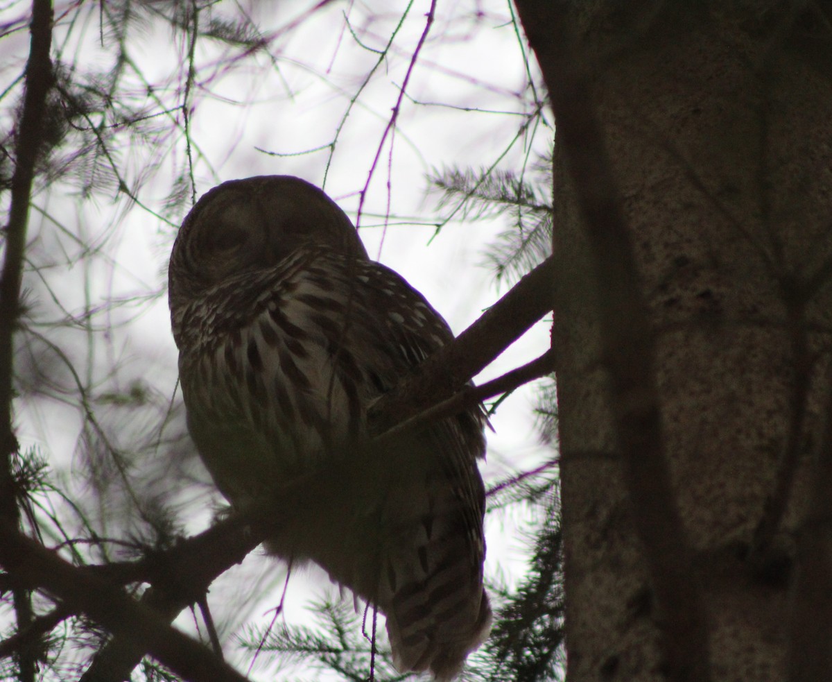 Barred Owl - ML616780608