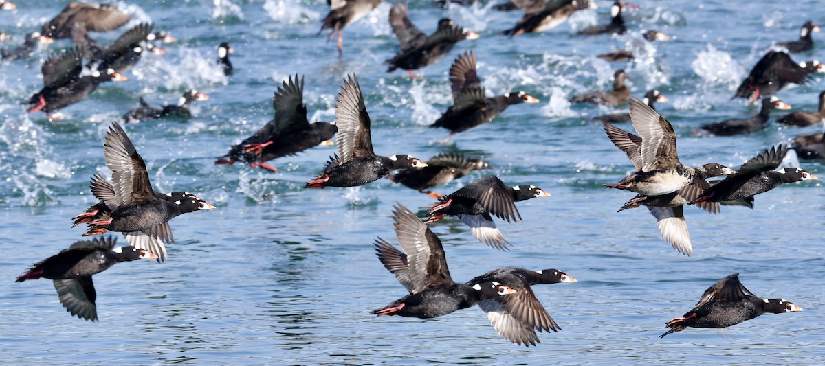 Surf Scoter - ML616780615