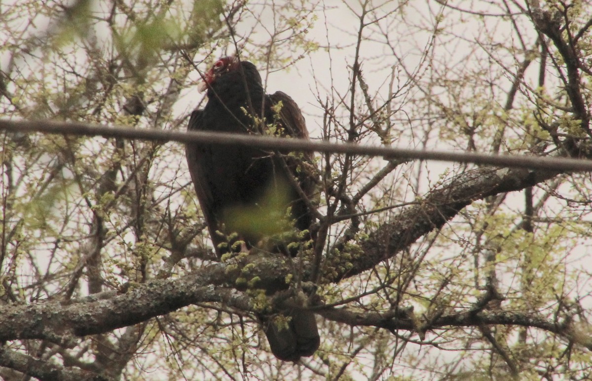 Turkey Vulture - ML616780638