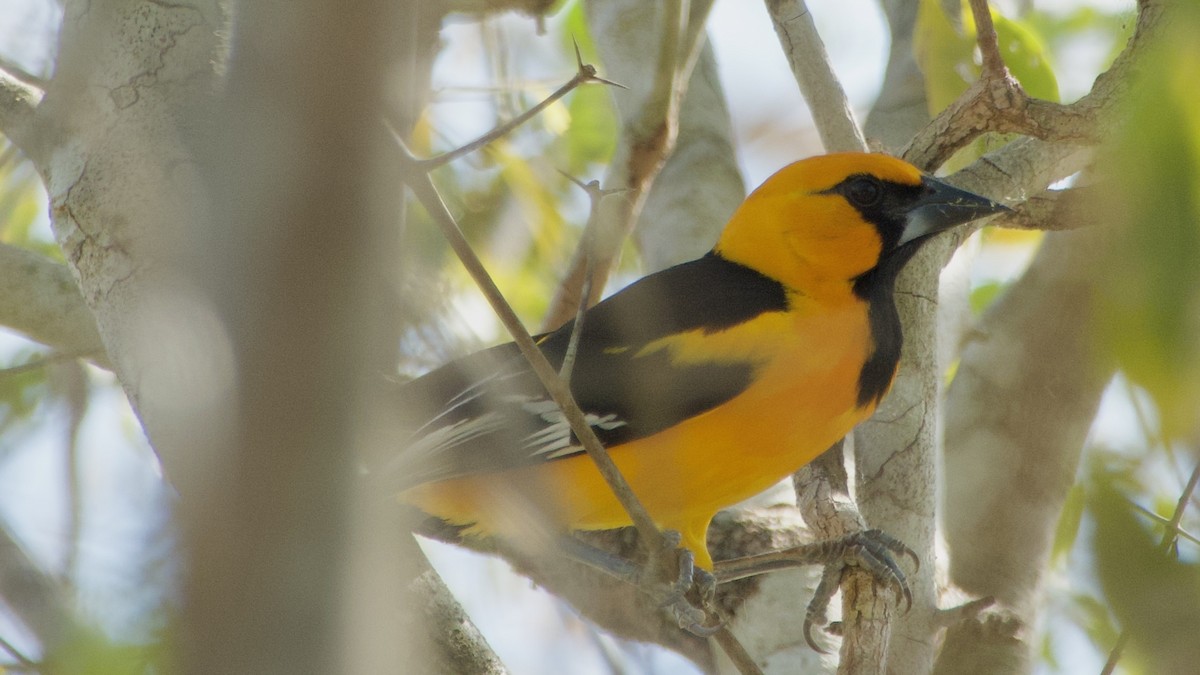 Altamira Oriole - ML616780639