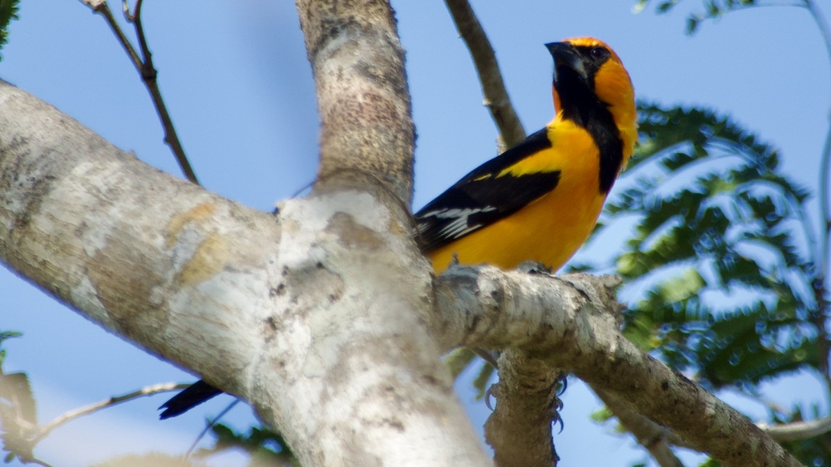 Altamira Oriole - ML616780640